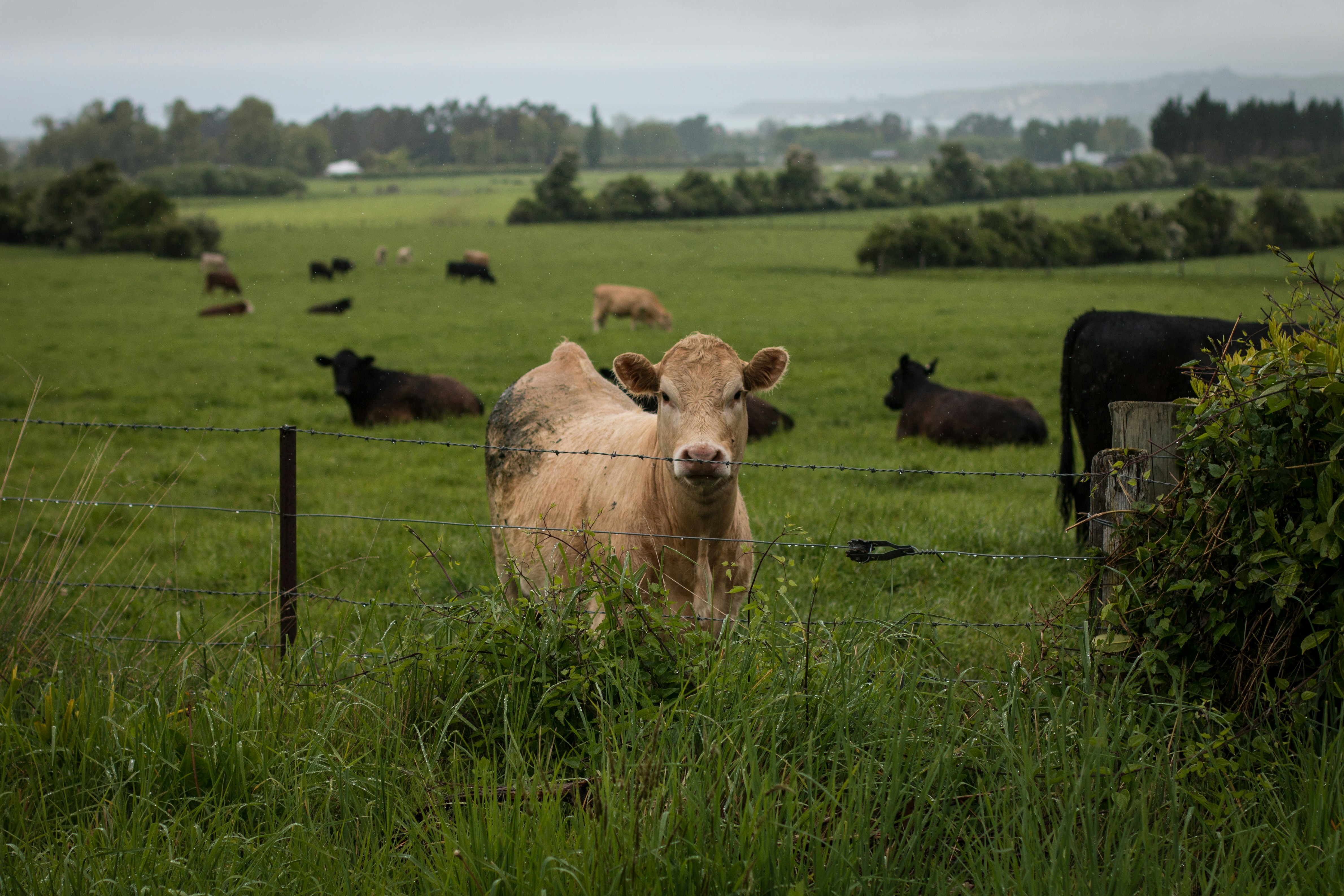 Understanding Farm Accounting - Deductions and Tax Implications